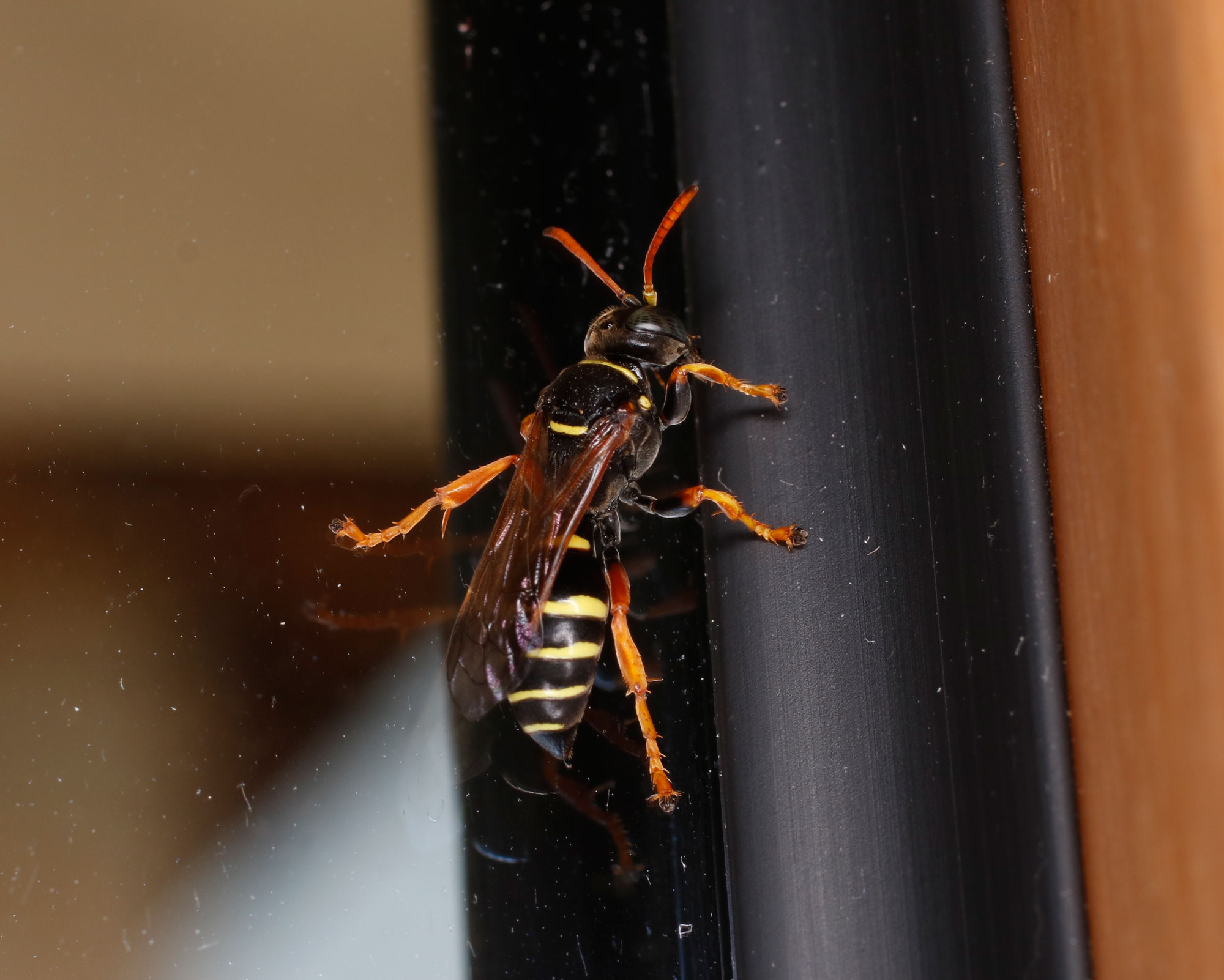 Crabronidae: femmina di Gorytes quinquefasciatus (cfr.)